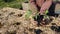 gardener\\\'s hands holding tomato plant wrapped in charcoal. biochar fertilizer for vegetable garden