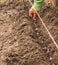 Gardener`s hands plant winter garlic