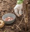 Gardener`s hands plant winter garlic