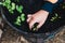 Gardener`s hands planting small beetroot and snowpeas seedling into veggie garden pot