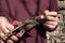 Gardener`s hands pruning a vine with a pruner