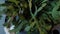 A gardener`s hands puts a ceramic pot with a houseplant on a transplant table, Top view. Care for home plants