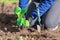 Gardener`s hands with a small sapling of aster flower