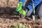 Gardener`s hands with a small sapling of aster flower