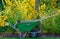 Gardener`s wheelbarrow at Keukenhof Gardens, Lisse, South Holland