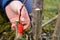 A gardener`s woman clogs a cut-off part of the grafted tree to prevent rotting at this place in close-up
