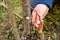 A gardener`s woman clogs a cut-off part of the grafted tree to prevent rotting at this place in close-up