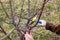 A gardener saws off the trunk of a fruit tree to graft the cuttings onto the scion