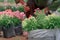 Gardener selected beautiful flowers in plastic black for plant in garden with green blurry background