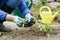 Gardener separating and planting beetroot seedlings