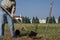 Gardener sets Vitis grapevines in orchard