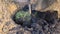 Gardener shakes off remaining earth from bag in which fruit tree was transported for planting.