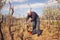 Gardener with a sharp pruner making a grape pruning