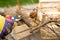 Gardener with a sharp pruner making a grape pruning - cutting branches at spring