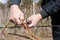 Gardener with a sharp pruner making a grape pruning - cutting branches at spring.