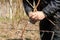 Gardener with a sharp pruner making a grape pruning - cutting branches at spring.