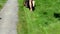 Gardener shorts flip-flop shoes mower cut grass stone path