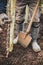 Gardener with a shovel planting a young apple tree