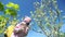 Gardener shows little girl tree blossom and lady smells