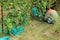 Gardener sits and covers blue grape bunches in protective bags t