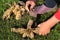 Gardener sorts out dahlia tubers
