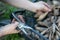 The gardener sorts out dahlia tubers. Plant root care. Dahlia tubers on the ground before planting. Planting a sprouted dahlia