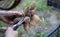 The gardener sorts out dahlia tubers. Plant root care. Dahlia tubers on the ground before planting. Planting a sprouted dahlia