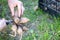 The gardener sorts out dahlia tubers. Plant root care. Dahlia tubers on the ground before planting. Planting a sprouted dahlia