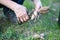 The gardener sorts out dahlia tubers. Plant root care. Dahlia tubers on the ground before planting. Planting a sprouted dahlia