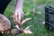 The gardener sorts out dahlia tubers. Plant root care. Dahlia tubers on the ground before planting. Planting a sprouted dahlia