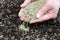 A Gardener Sowing Grass Seeds