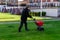 A gardener sowing grass seeds on a lawn using a seed spreading machine