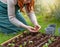 Gardener sowing seeds, gardener hands working soil, plants, IA