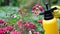 Gardener spraying a blooming roses