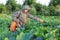 Gardener spraying potatoes