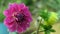 A gardener spraying / sprinkling water on beautiful Dahlia flowers in a nursery