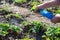 Gardener is spraying young strawberry seedlings by Bordo Mix made of copper sulphate and slaked lime from bottle