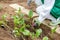 The gardener spread the mulch on the ground near a young planted eggplant.