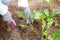 The gardener spread the mulch on the ground near a young planted eggplant.