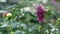 A gardener is sprinkling / spraying water on a beautiful Dahlia flower