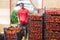 Gardener stacking boxes with tomatoes in greenhouse vegetable store