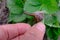 Gardener - summer resident removes from the strawberry leaf the main pest destroying the leaves on the bushes, a grape snail, hand