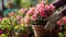 A gardener takes care of azaleas in the garden. Selective focus.