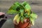 The gardener takes care of a home flower cuts with scissors dried leaves on a plant in a pot