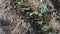 Gardener taking care of young cucumber plants growing out of soil in garden bed farmer hoeing and weeding young vegetable plants i