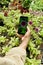 Gardener taking photo of flowers for social media