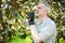 Gardener thinking to prune a tree