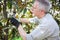 Gardener thinking to prune a tree