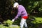 The gardener throws fresh green hay with forks in his hands