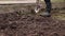 Gardener tilled land and prepare a groove in a flower bed for a layer of manure for a better harvest next year. Video shot Full HD